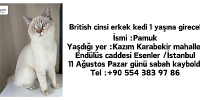 British cinsi erkek kedi kayıp!