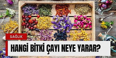 Hangi Bitki Çayı Neye Yarar?